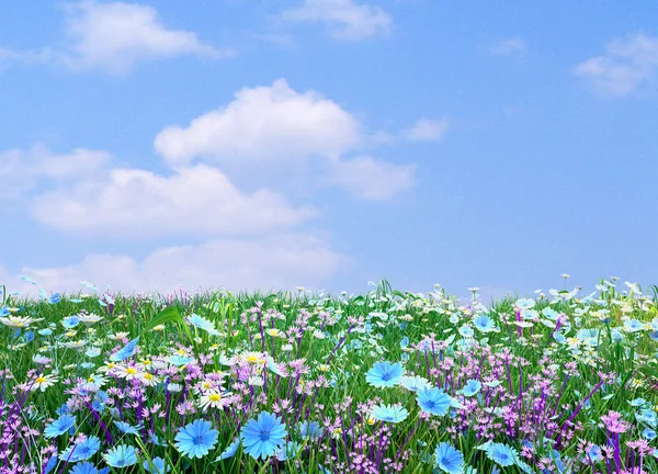 Papatya ve mavi çiçek güzel çayır — Stok fotoğraf