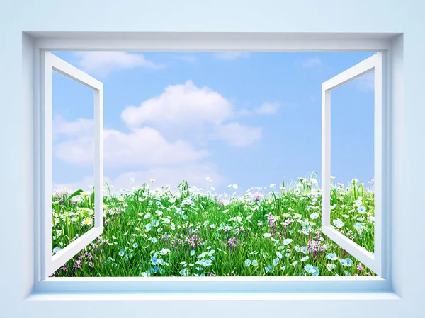 Mooie weide van madeliefjes en blauwe bloemen van het venster — Stockfoto