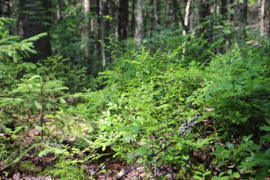 Ormanda yabanmersini