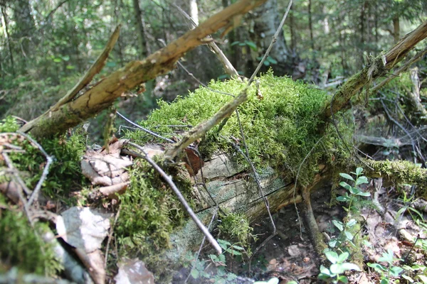 Moss en el árbol caído — Foto de Stock
