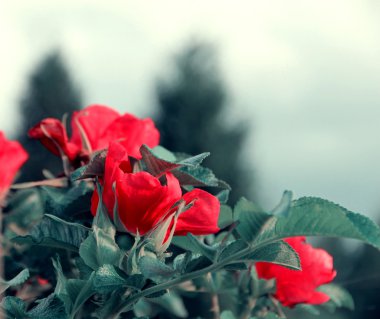 Bir çiçek açan yabani gül makro Tomurcuk