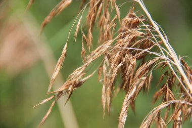 Reed önümüzdeki yakın çekim. Sığ derinlik-in tarla