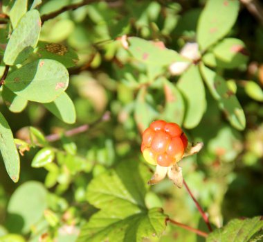 Cloudberry. Rubus chamaemorus