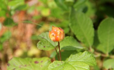 Cloudberry. Rubus chamaemorus