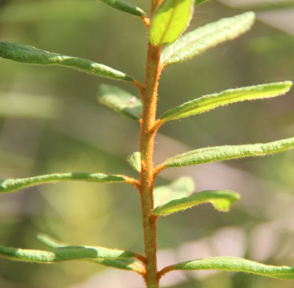 森林の持つオオミズゴケ植物のクローズ アップ表示 — ストック写真