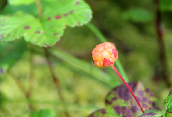 Клубника. Rubus chamahous — стоковое фото