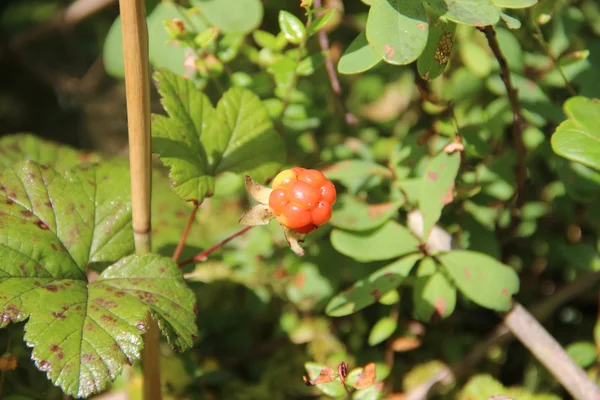 Bergframbozen. Rubus chamaemorus — Stockfoto
