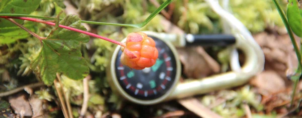 Клубника. Rubus chamahous — стоковое фото