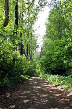 toprak yol ormandaki