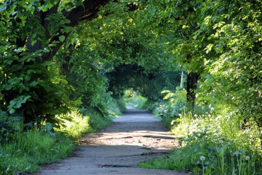 Parktaki asfalt yolda.