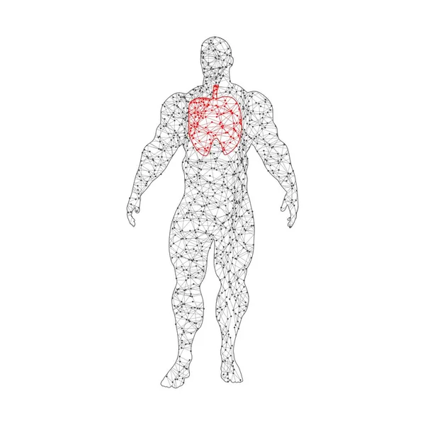 Sistema respiratório humano. Ilustração do conceito de saúde —  Vetores de Stock