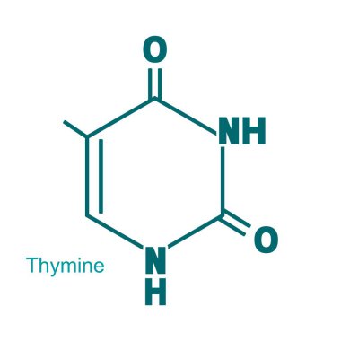 Timinin kimyasal yapısal formülü - DNA ve RNA nitrojen tabanı