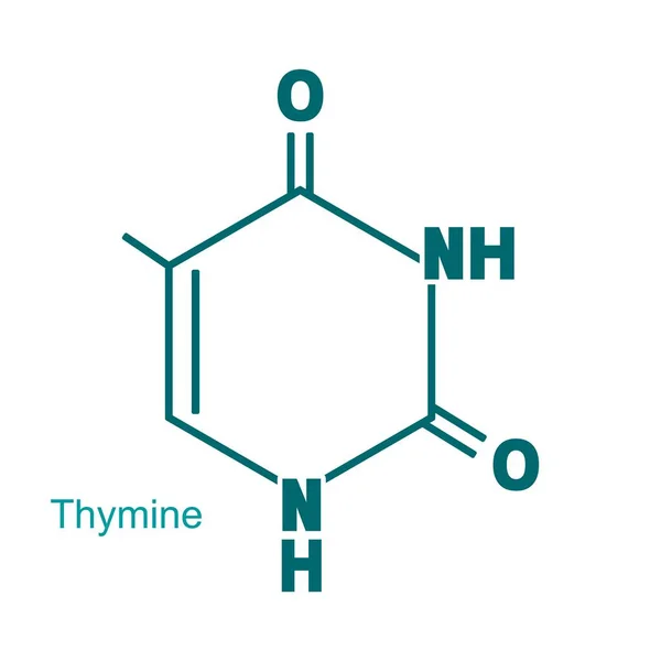 Chemische Strukturformel von Thymin - DNA und RNA-Stickstoffbasis — Stockvektor