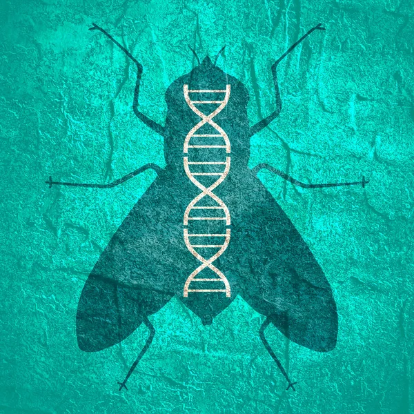 Silhuett av fluga med abstrakt DNA-symbol — Stockfoto