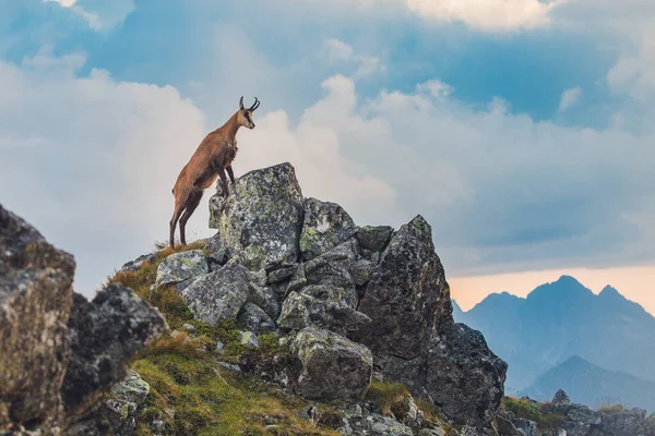 Mountain Goat High Rocky Mountain Peak Tatra Mountains — Stock Photo, Image