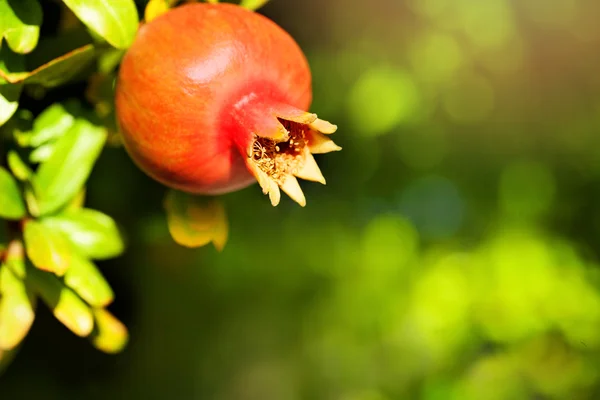 Fruta de romã em fundo verde — Fotografia de Stock