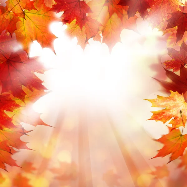 Fondo de la frontera naranja otoño con hojas de arce de otoño y blanco —  Fotos de Stock