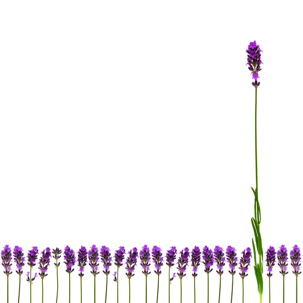 Flores de lavanda em um fundo branco — Fotografia de Stock