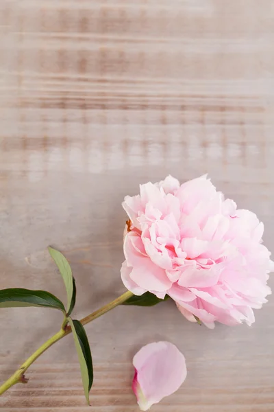 Flores de peonía rosa — Foto de Stock