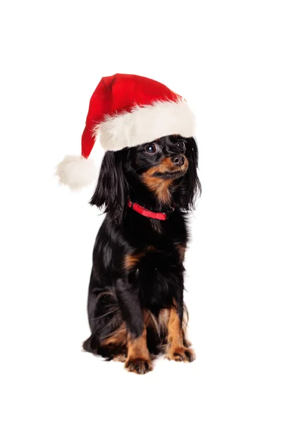 Perro en sombrero de Santa aislado sobre fondo blanco — Foto de Stock