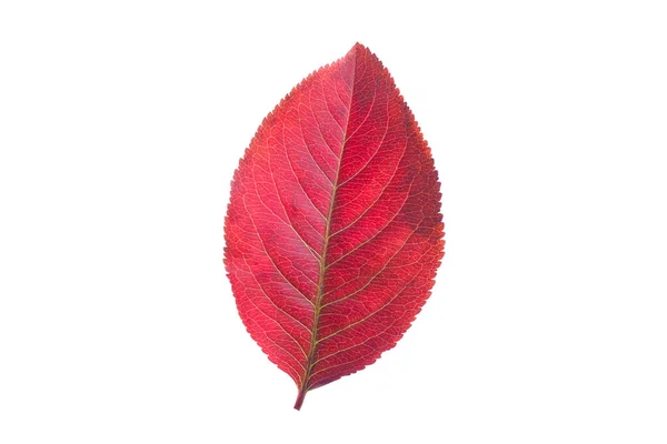 Hoja Otoño Roja Aislada Sobre Fondo Blanco — Foto de Stock