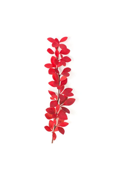 Herbstzweig Auf Weiß Rote Herbstblätter — Stockfoto
