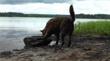Köpek oynuyor ve gölün kenarındaki odunları çiğniyor.. 