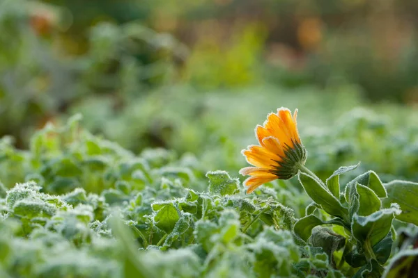 Beautiful Orange Daisy Flower White Frost Sunny Cold Morning Background — Stock Photo, Image