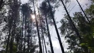 Baharda yeşil yapraklar ve güneş. Soyut doğal arkaplan