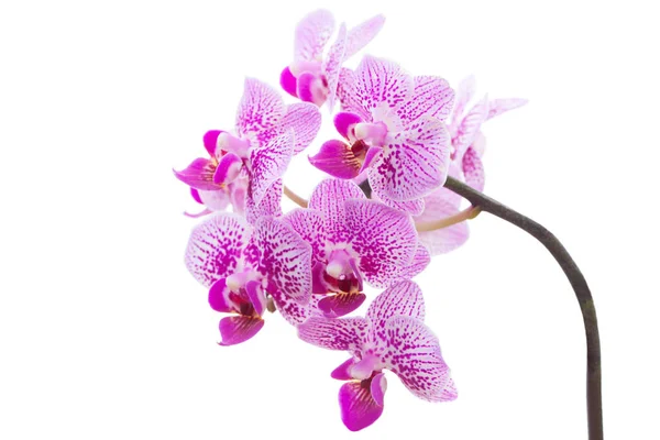 Mooie Roze Orchidee Bloem Pastel Roze Geïsoleerd Achtergrond — Stockfoto