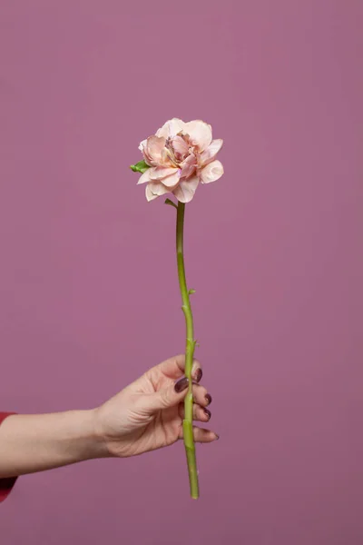 Flor Rosa Sobre Fondo Rosa Flor Mano Femenina —  Fotos de Stock