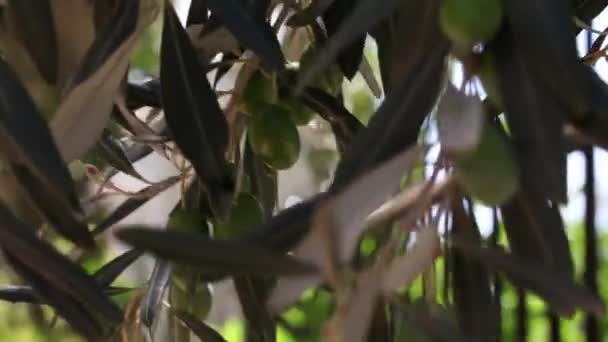 Olive Branches Green Olives Swing Wind Evening Sun — Stock Video