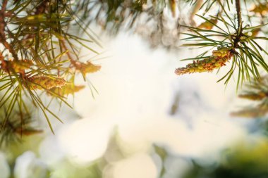 Baharın ladin arka planında güneş ışığı