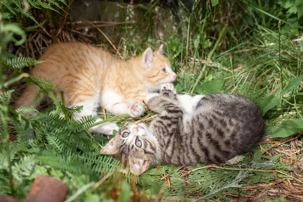 Cute Beautiful Striped Kitten Having Fun Green Summer Meadow — Stock Photo, Image