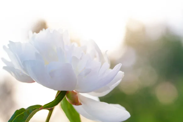 夏の背景に牡丹の花 — ストック写真