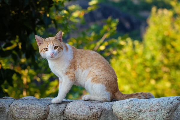 Kızıl Kedi Güneşin Altında Güneşleniyor — Stok fotoğraf