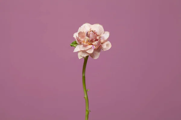 Gentle flower on bright pink background with copy space. Minimal concept idea