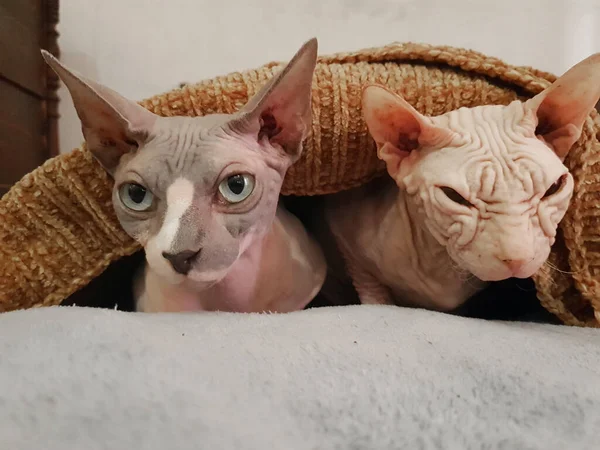 Twee Haarloze Kittens Sphynx Koesteren Onder Een Warme Deken Haarloze — Stockfoto