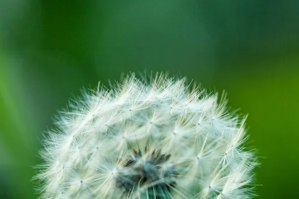 Close Dandelion Blowball Flowers Green Background — Stock Photo, Image