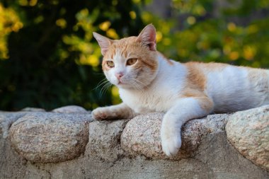 Gardda dinlenen erkek kedi.