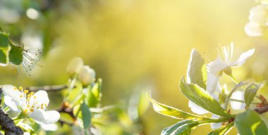 Baharda çiçek açan ağaç. Kiraz çiçekleriyle bahar arkaplanı