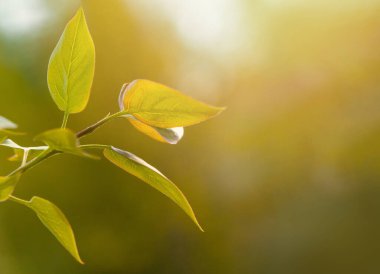 Yazın bahçedeki yeşil yaprak doğası. İlkbahar arkaplanı, çevre ekolojisi veya yeşil duvar kağıdı olarak kullanılan doğal yeşil yapraklar