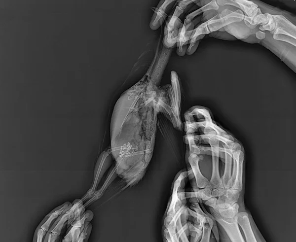Röntgen Von Vögeln Tauben Tierarzthänden Tierärztliche Röntgenaufnahmen — Stockfoto