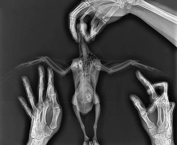 Pigeon in vet hand on x-ray. Bird x-ray, animal veterinary radiography