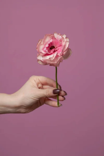 Pinkfarbener Hintergrund Mit Blume Minimale Konzeptidee — Stockfoto