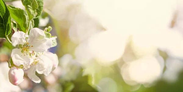 Gyönyörű Fehér Rózsaszín Virágok Egy Bimbózó Almafa Virágok Tavaszi Háttér — Stock Fotó