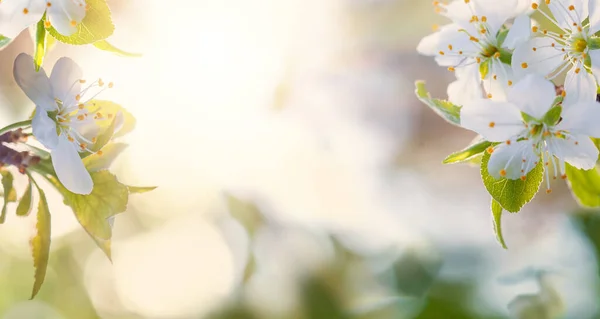 Weiße Blüten Über Verschwommenem Naturhintergrund Floral Banner Hintergrund — Stockfoto