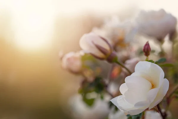Λευκά Τριαντάφυλλα Όμορφα Φρέσκα Λουλούδια Αφηρημένη Θολή Φόντο Απαλό Μπουκέτο — Φωτογραφία Αρχείου