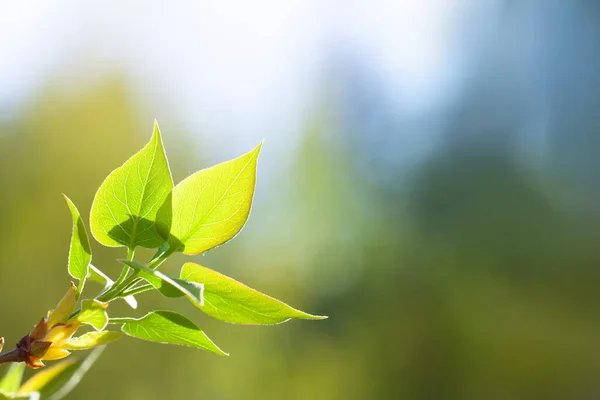 Green Leaf Blurred Nature Background Beautiful Bokeh Copy Space Text — Stock Photo, Image