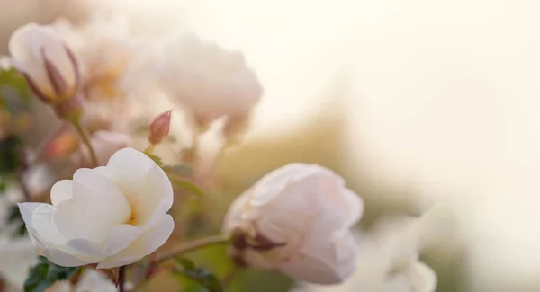 コピースペース付きの花抽象パステルの背景 コピースペースのある背景に美しいバラの花 結婚式やバレンタインデーカードのための柔らかいスタイルの白い花 バラの花の背景 — ストック写真